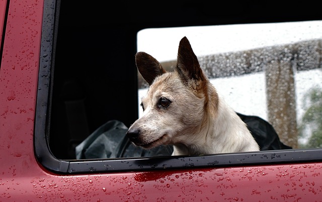 Viajar con mascotas en el coche